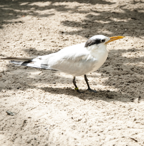 Royal tern - Thalasseus maximus